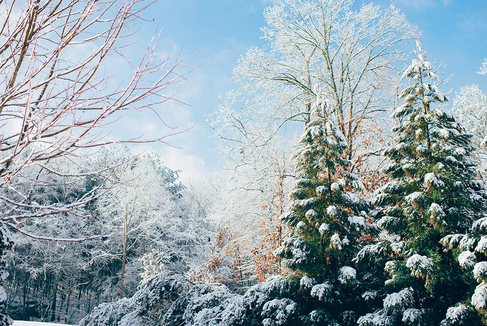 Consejos para cuidar las flores con el clima de soria