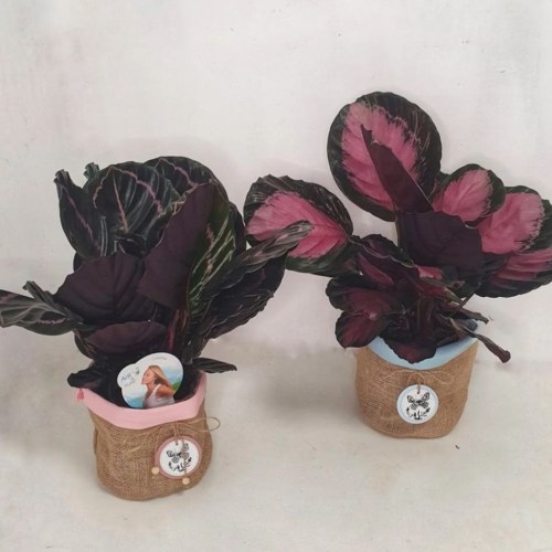 Planta calathea grande