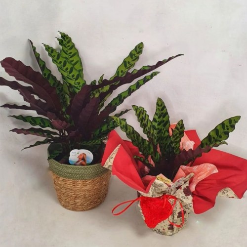 Planta calathea mediana