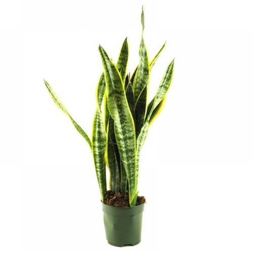Sansevieria