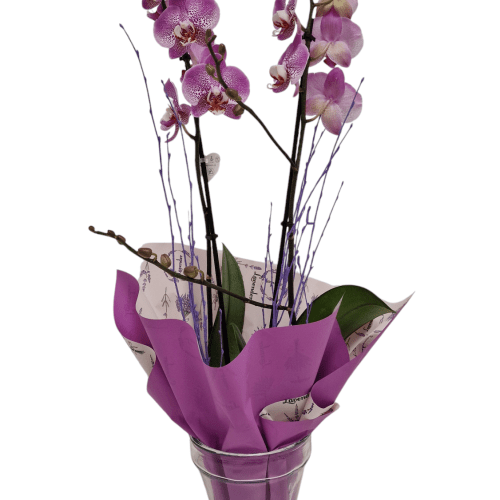 Orquidea con macetero