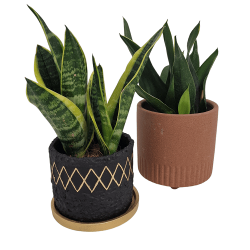 Sansevieria pequeña (sin macetero de ceramica)