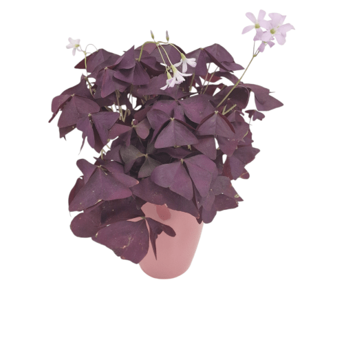 Oxalis triangularis