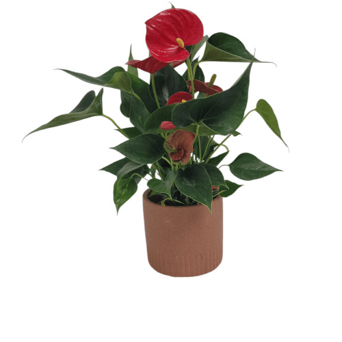 Anthurium mediano con macetero