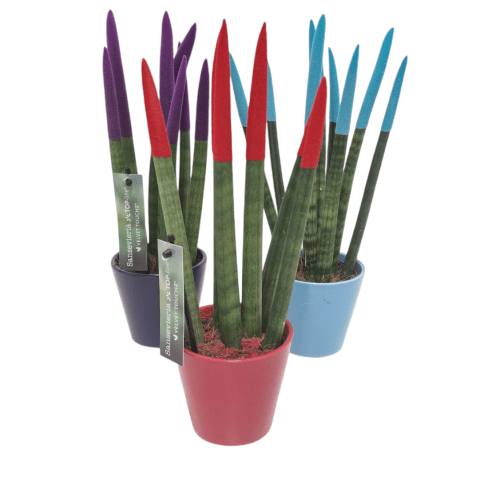 Sansiviera cilindrica de colores
